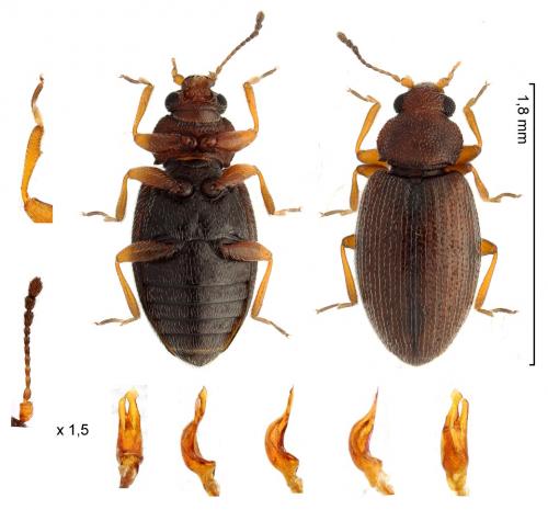 Corticarina minuta